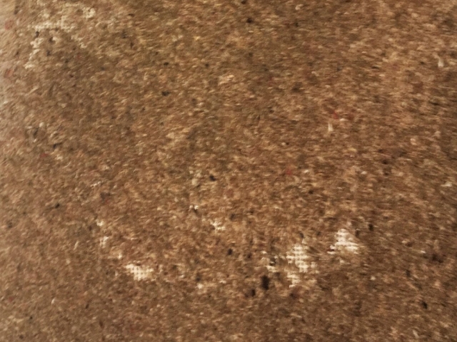 Moth Damage Carpet