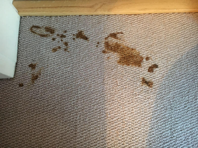 Carpet with stain